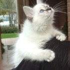 Cuccioli 2005 Jojon & Heartbreaker