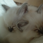 cuccioli2007_c1