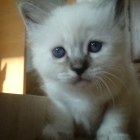 cuccioli2007_c2