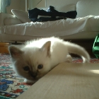 cuccioli2007_c3