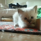 cuccioli2007_c4