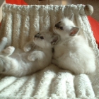 cuccioli2007_c5