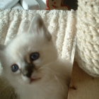 cuccioli2007_c6
