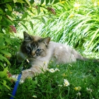 Cuccioli 2007 Jojon e Nesquick