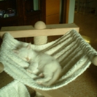 Cuccioli 2007 Leica & Apricot
