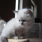 Cuccioli 2008 Notte & Kenzo