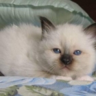cuccioli-notte-2010-02
