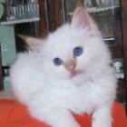 Cuccioli 2011 Polinesia e Rassel